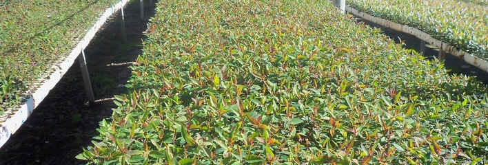 vivero